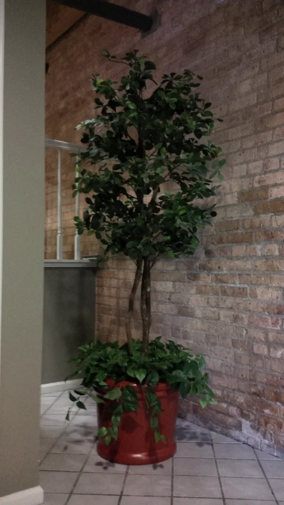 Silk ficus tree and pothos in a terra cotta pot.