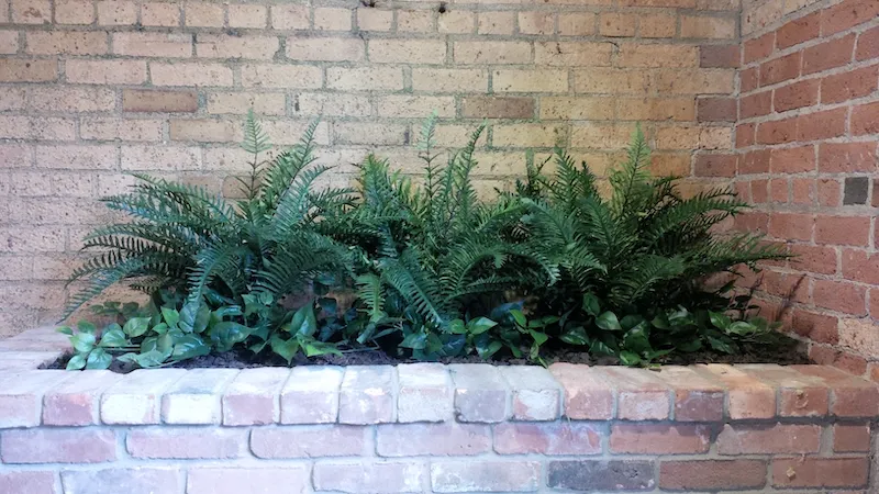 silk ferns and pothos in a brink indoor planter.